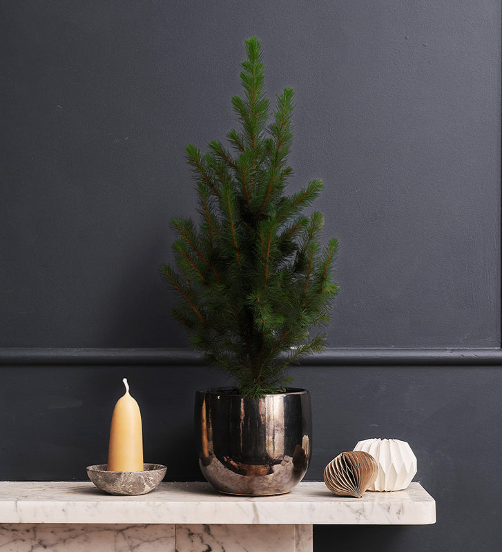 Picea & Pot