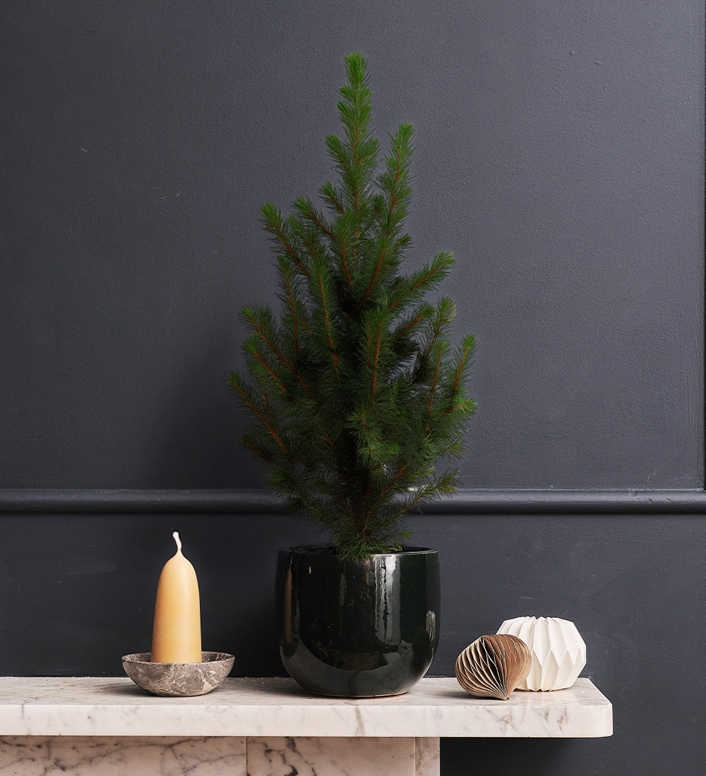 Picea & Pot