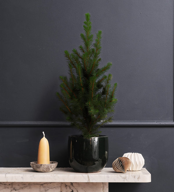 Picea & Pot