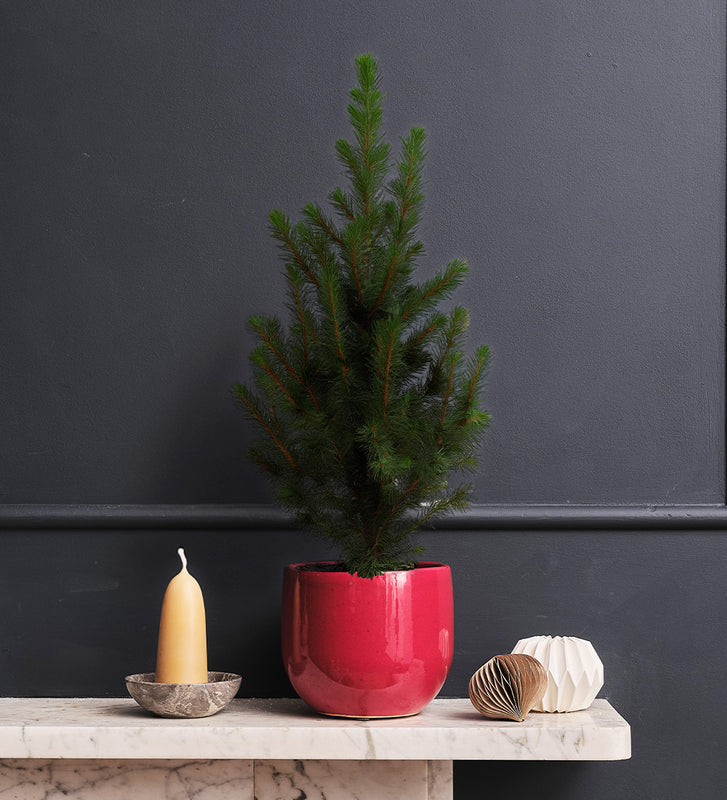 Picea & Pot