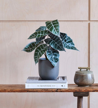 Artificial Alocasia Polly