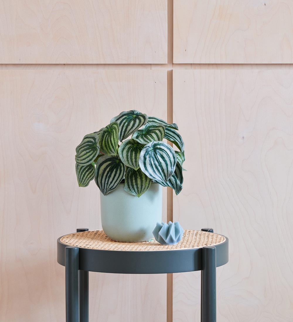 Artificial Watermelon Peperomia