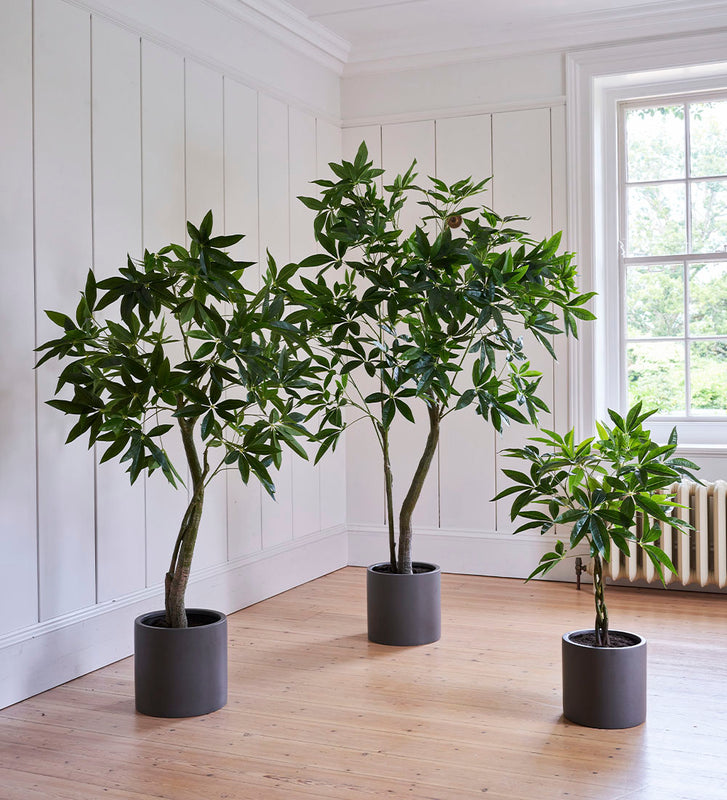 twisted stem indoor plant Artificial Pachira (Twisted Stem)