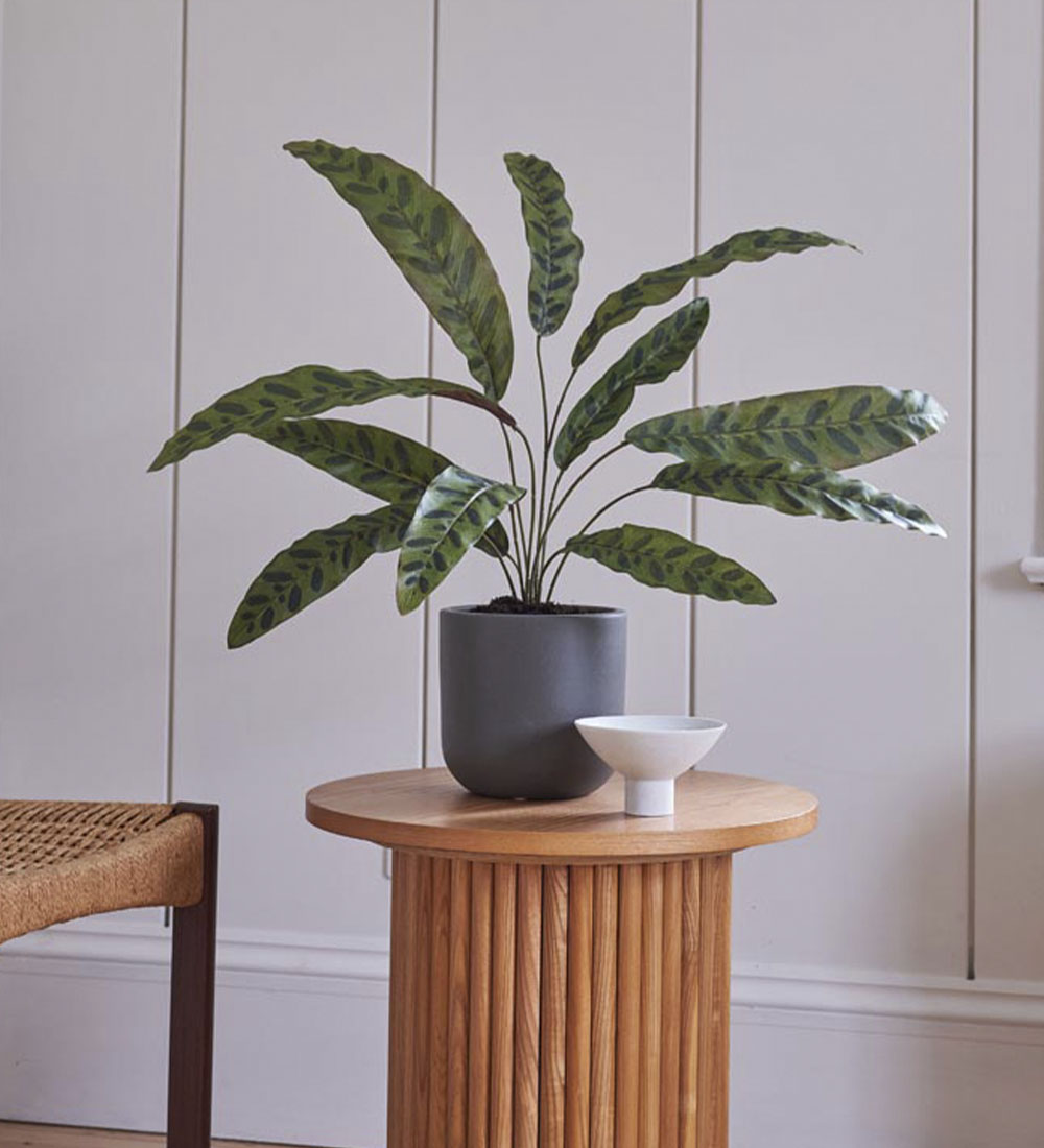Artificial Calathea Lancifolia