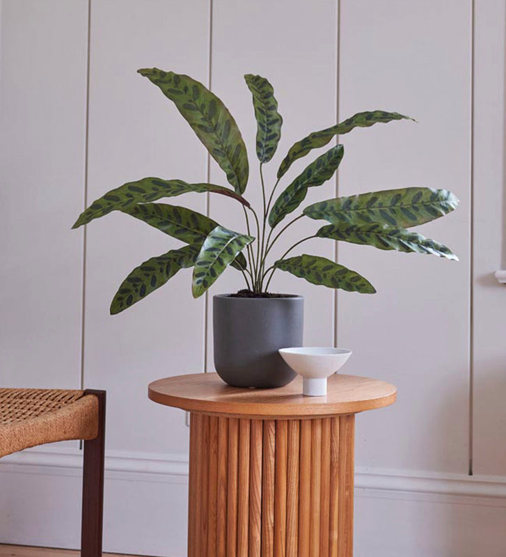 Artificial Calathea Lancifolia