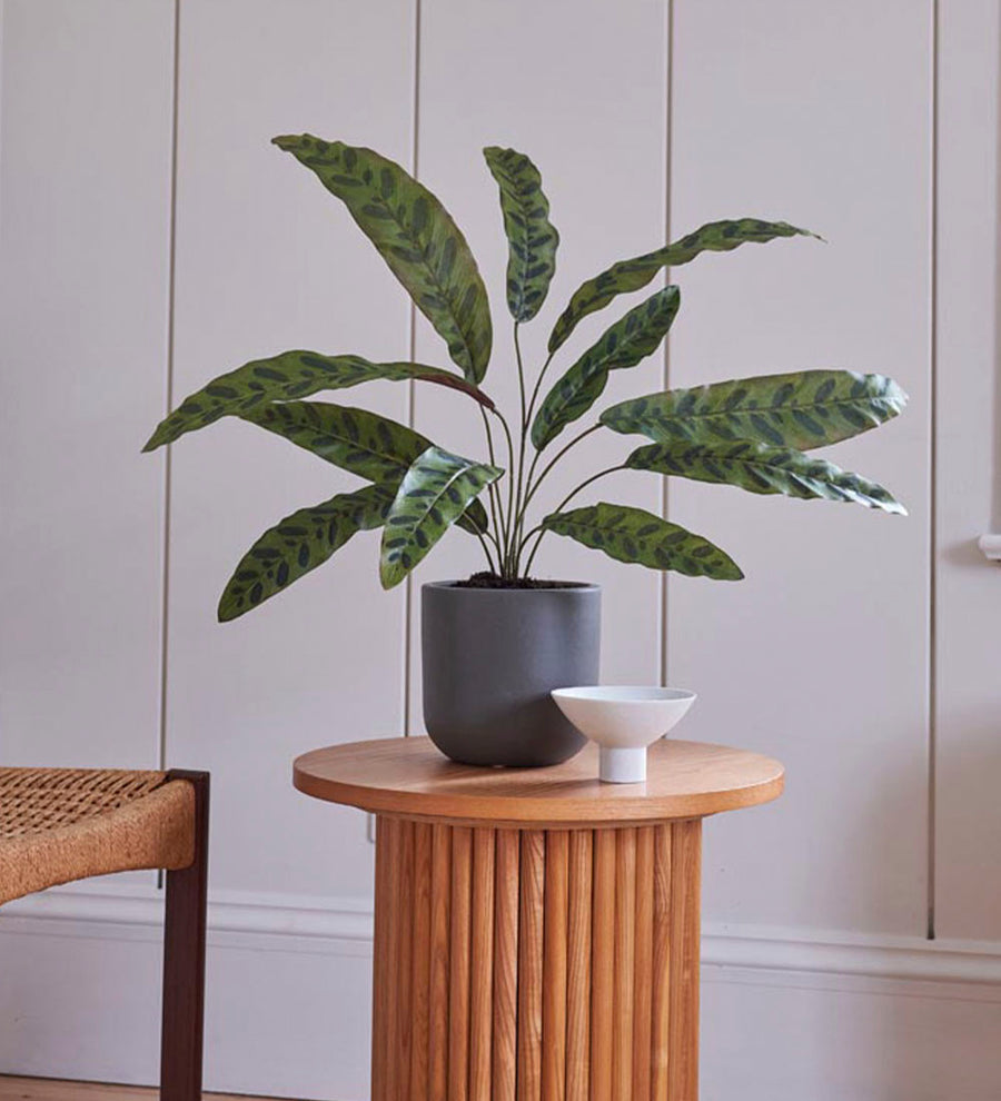 Artificial Calathea Lancifolia
