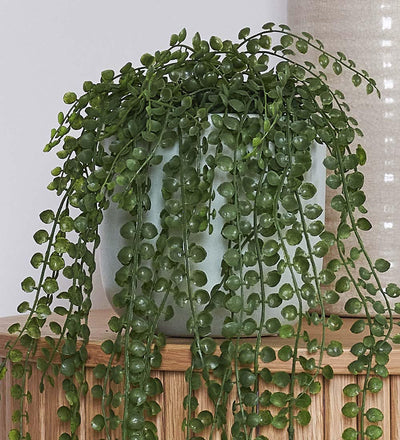 Artificial Ficus Pumila Hanging