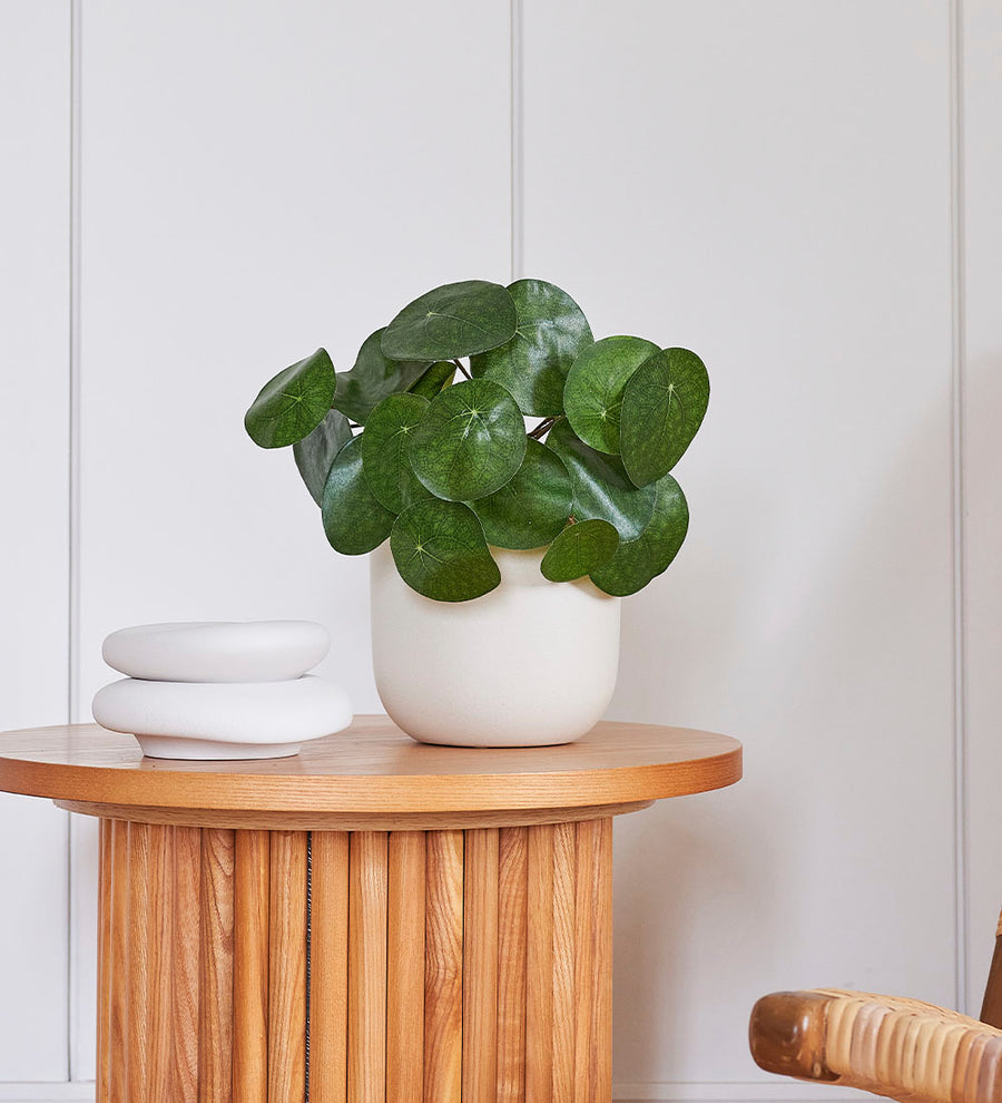 Artificial Money Plant