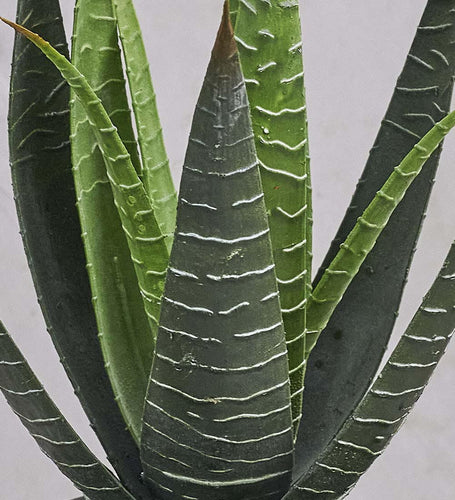 Artificial Aloe Vera