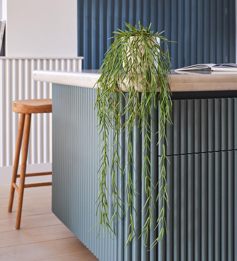 Artificial Hoya Linearis