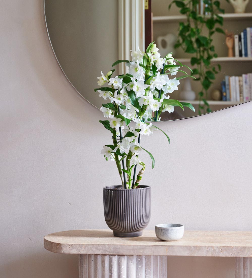 Bamboo Orchid & Pot