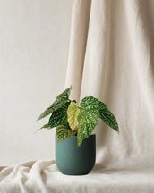 Begonia Albopicto Silver - Leaf Envy