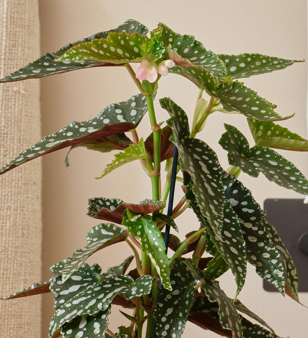 Polka Dot Begonia