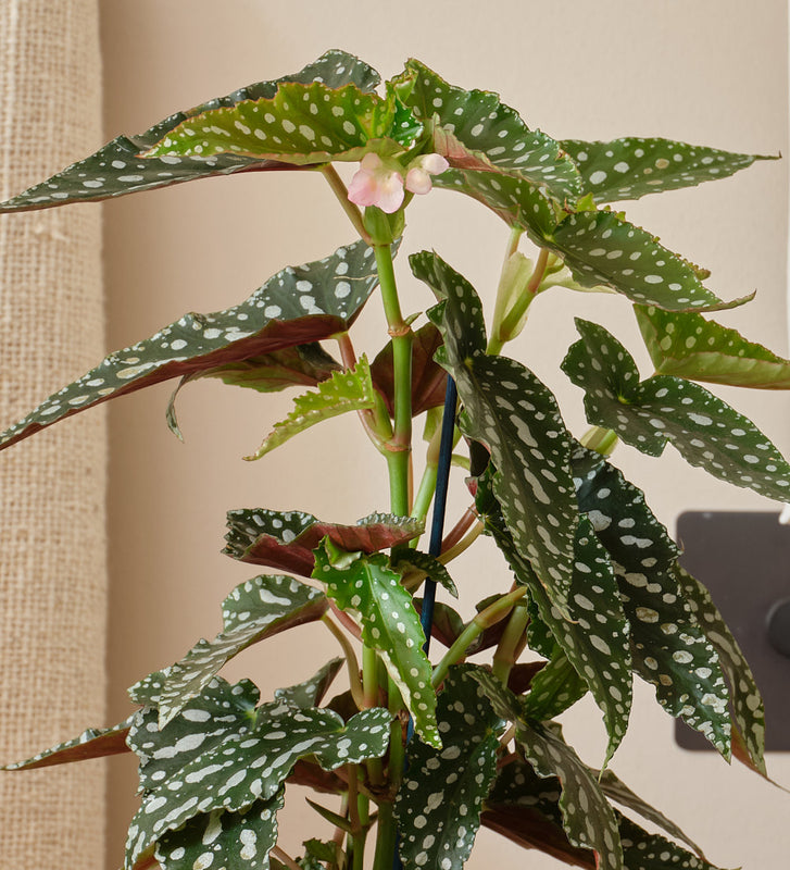 Polka Dot Begonia