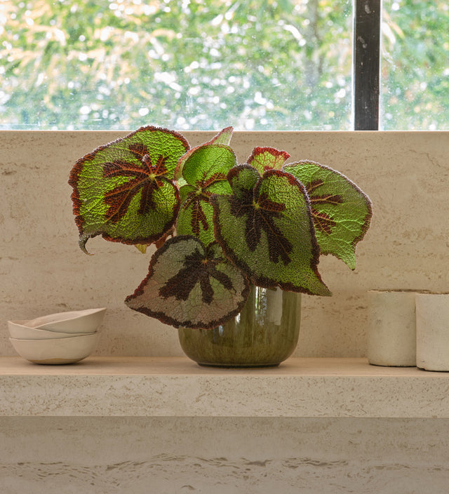 Begonia Masoniana Rock