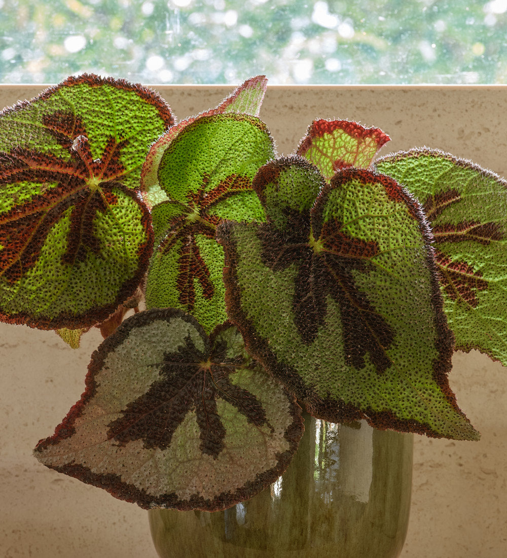 Begonia Masoniana Rock