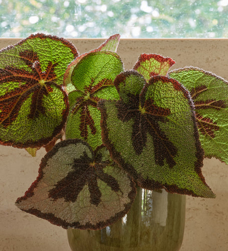 Begonia Masoniana Rock