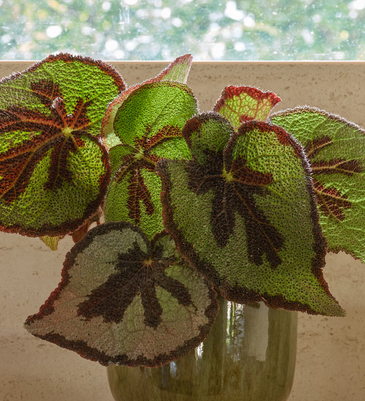 Begonia Masoniana Rock