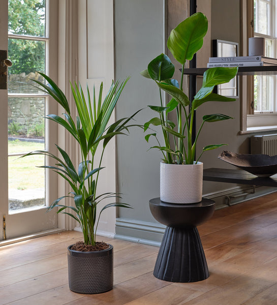 best selling indoor plants Best Selling Pair