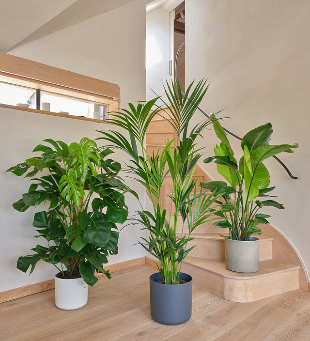 Bestseller Tall Bundle