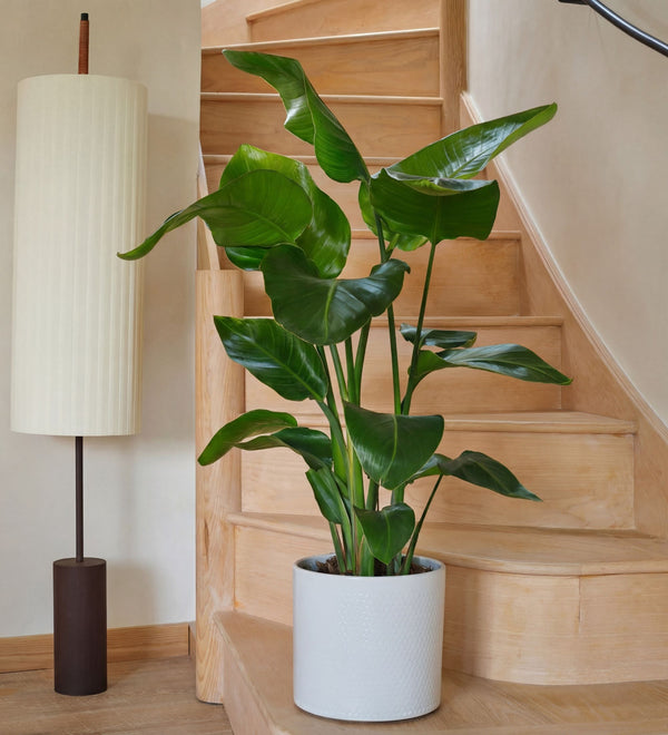 Potted plant on a wooden staircase with a lamp in the background