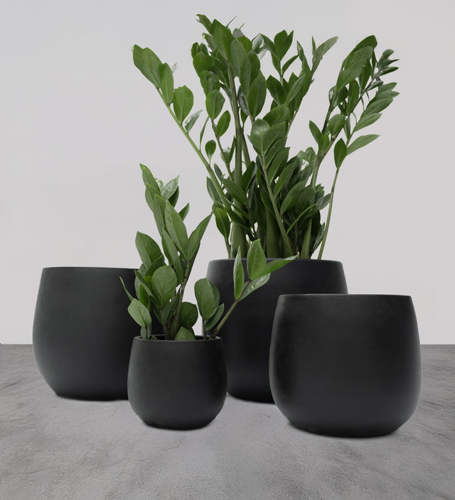 Black Isabel Pot