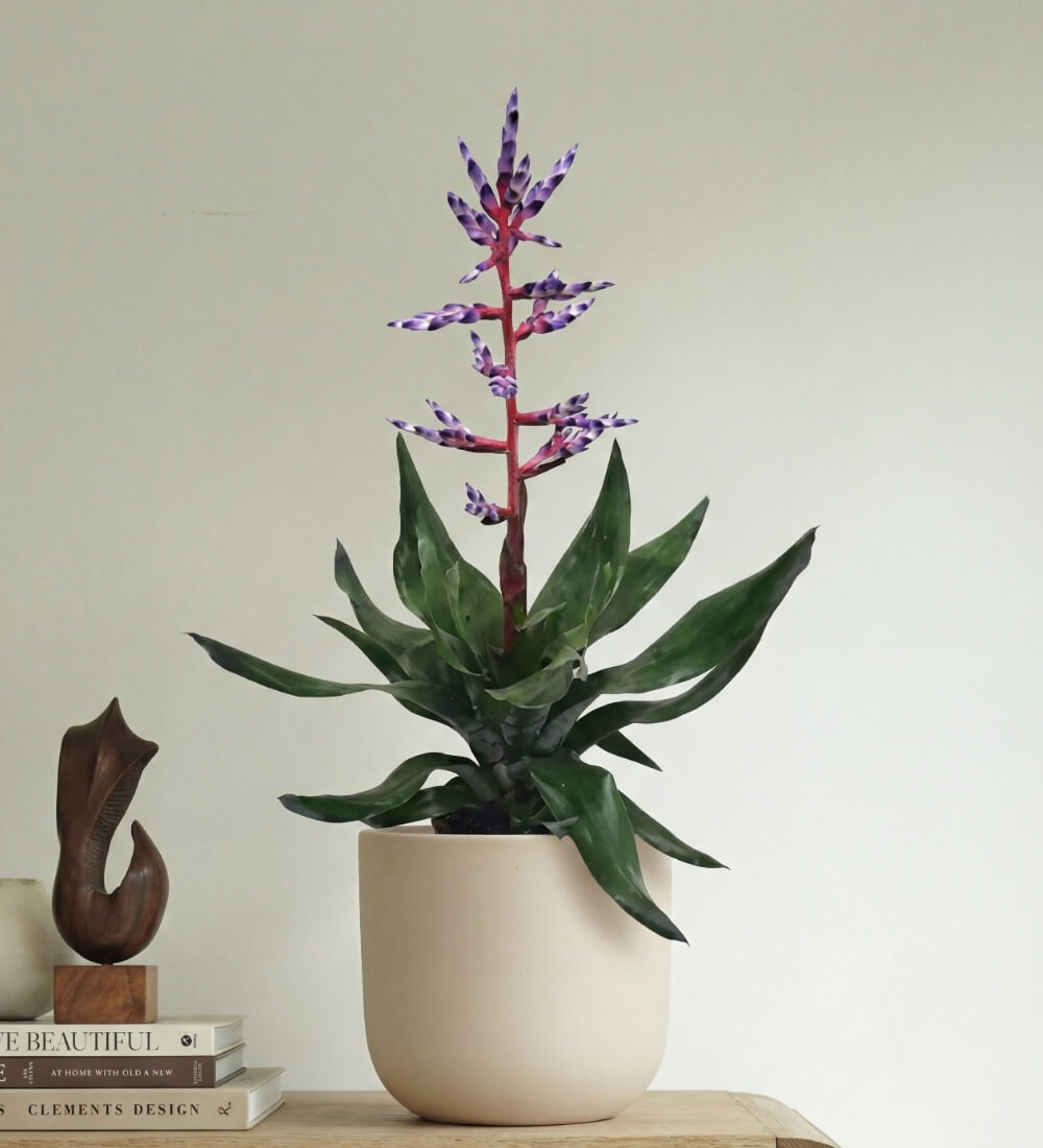 Blue Bromelia