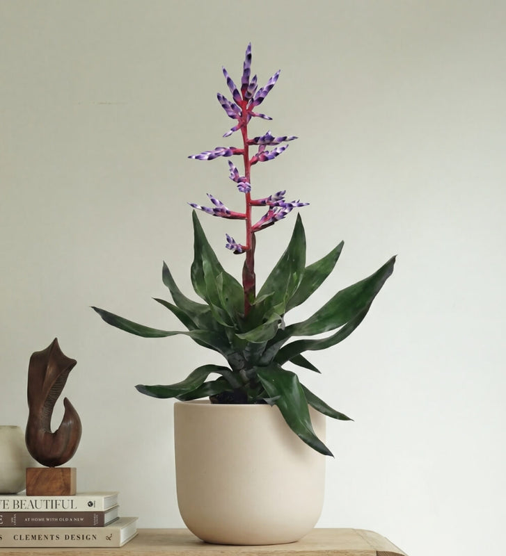 Blue Bromelia