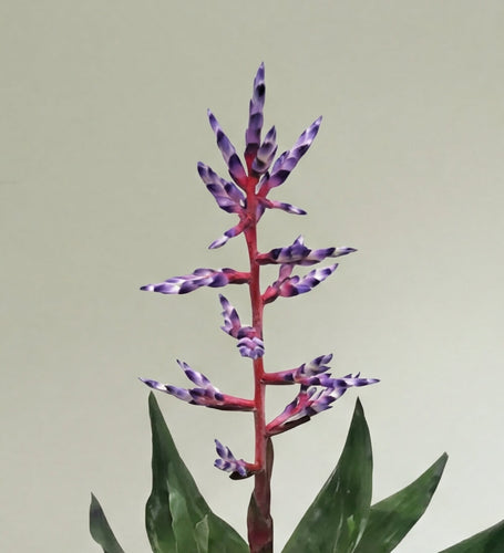 Blue Bromelia
