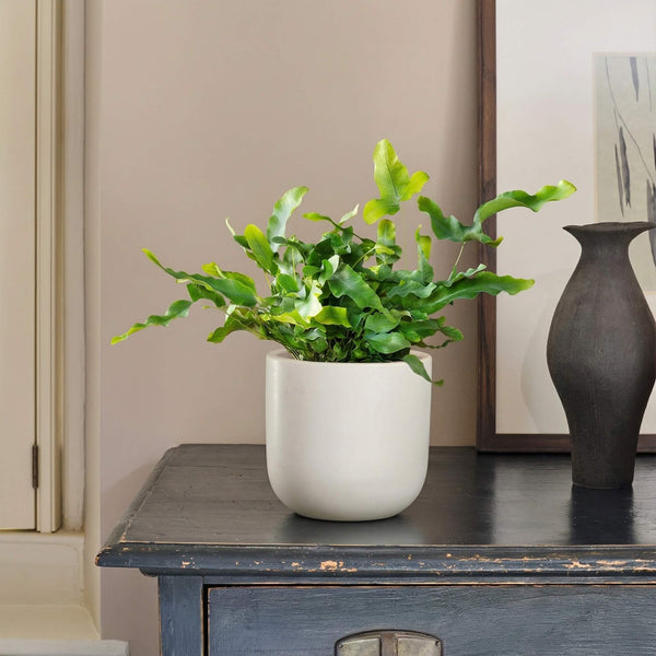 blue star fern bathroom Blue Star Fern Houseplant | Online Delivery