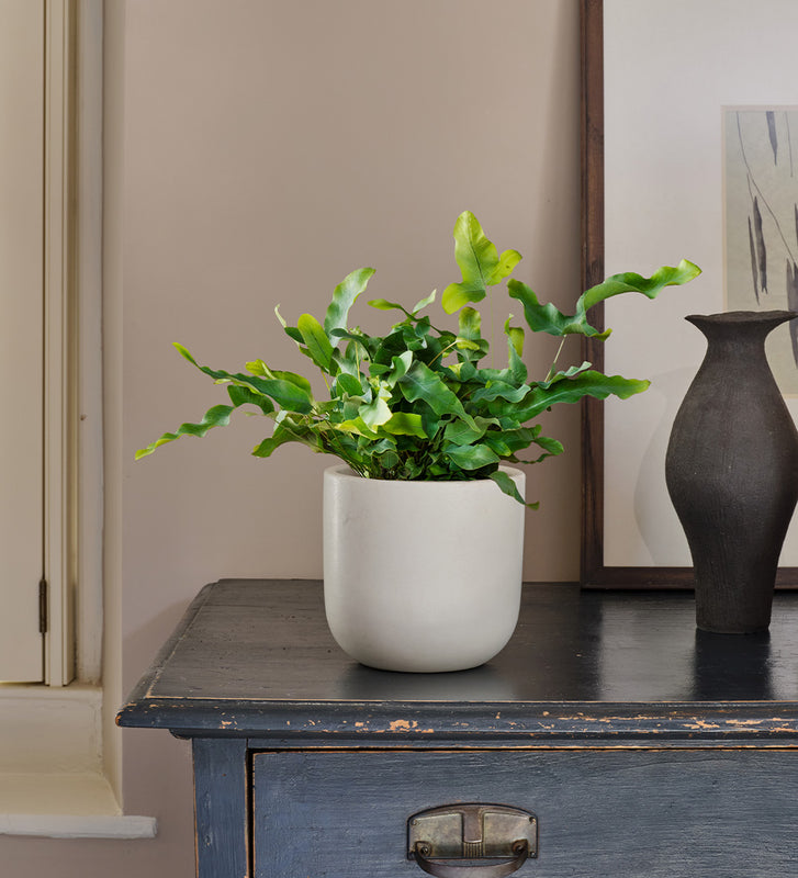 Blue Star Fern