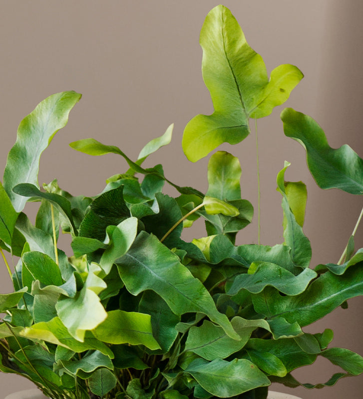 Blue Star Fern