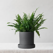 Boston Fern & Dalston Charcoal