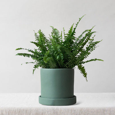 Boston Fern & Dalston Sea Spray