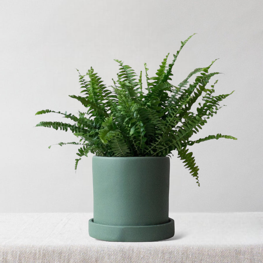 Boston Fern & Dalston Sea Spray
