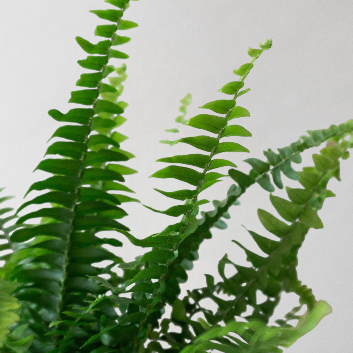 Boston Fern & Dalston Sea Spray