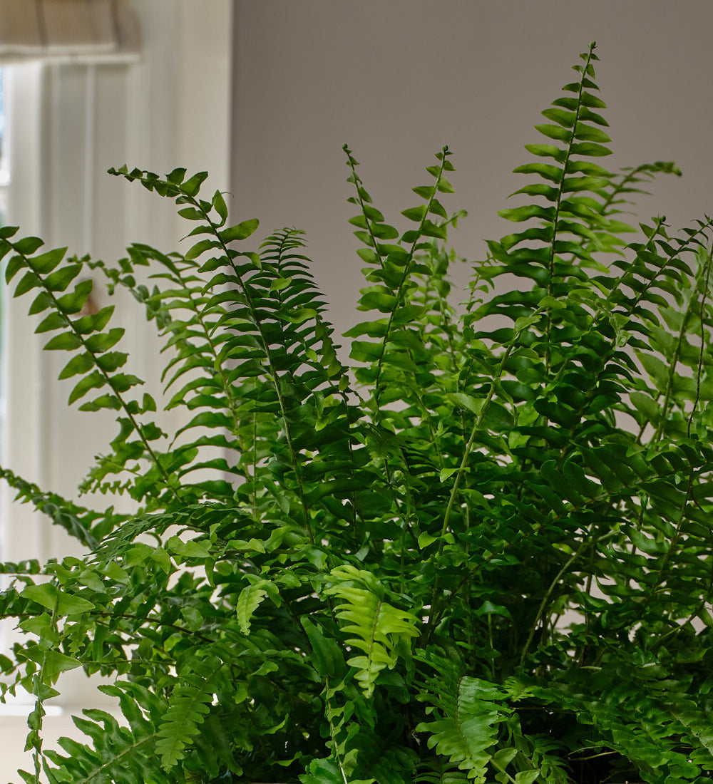 Boston Fern