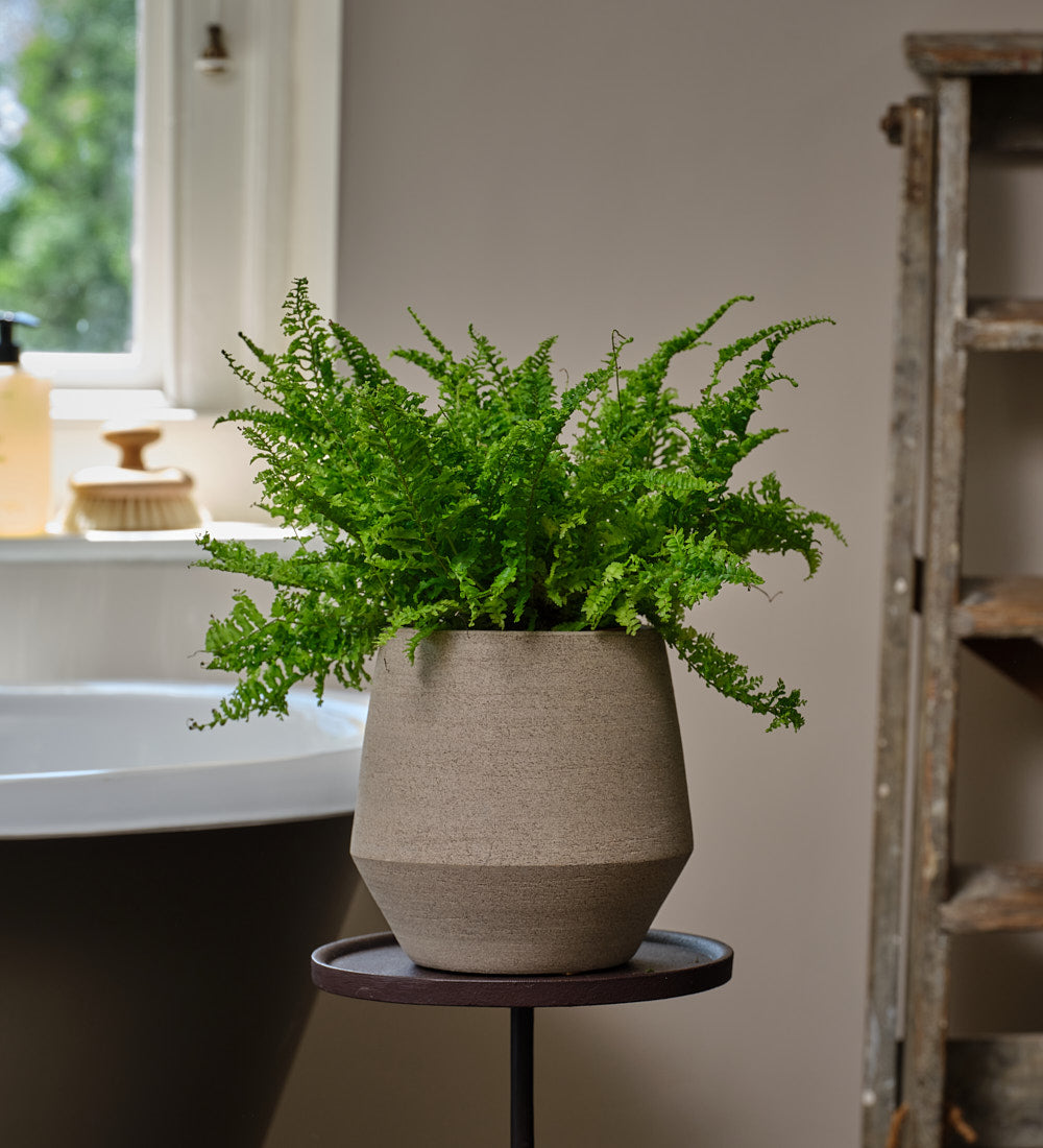 Boston Fern