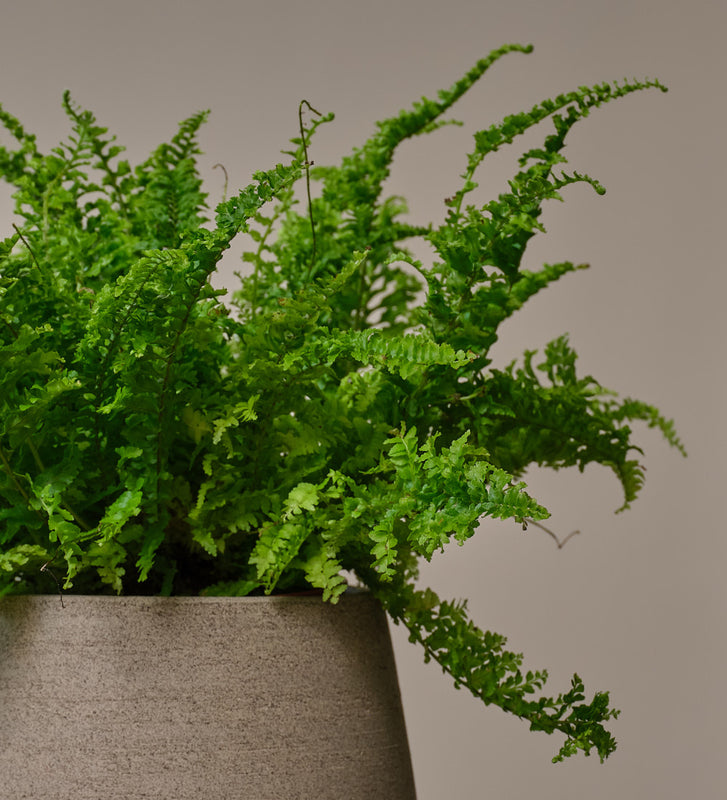 is a boston fern an indoor or outdoor plant Boston Fern Houseplant | Buy Plants Online | Leaf Envy