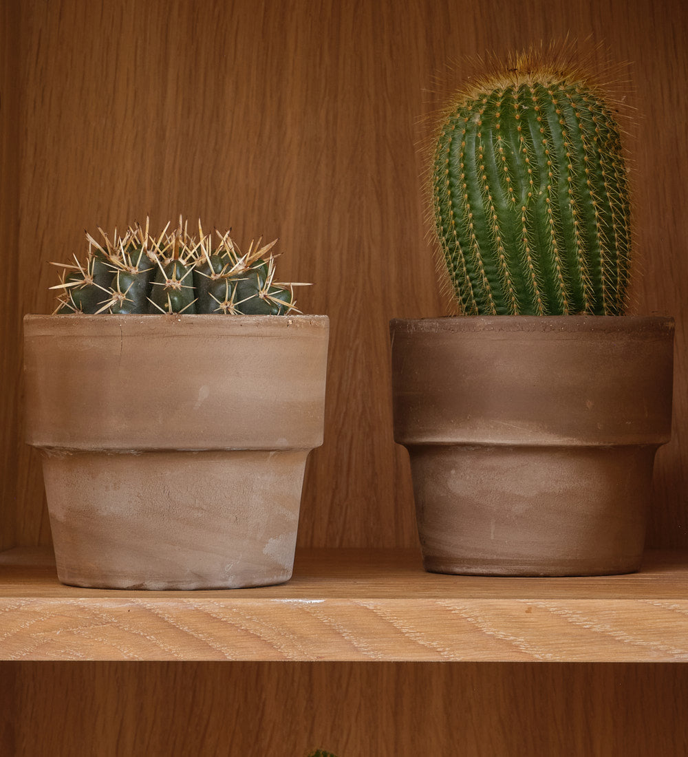 Cacti & Terracotta Pot