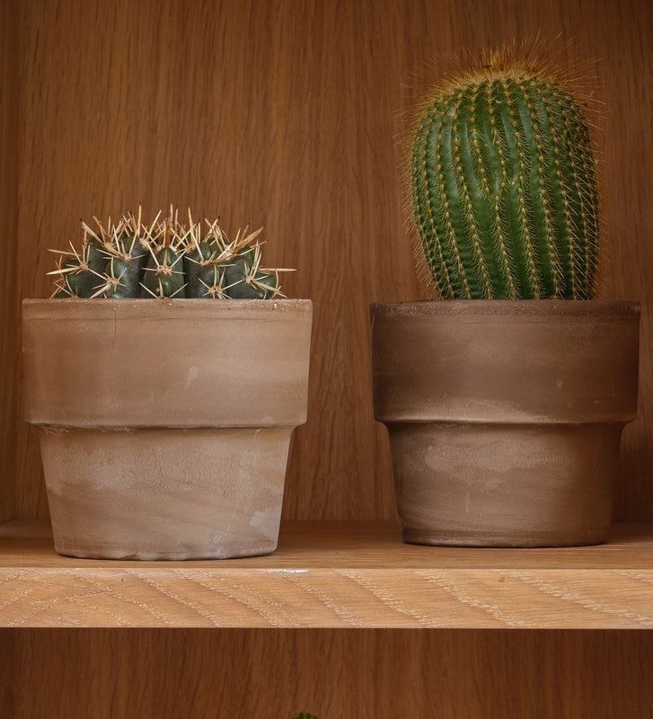 Cacti & Terracotta Pot