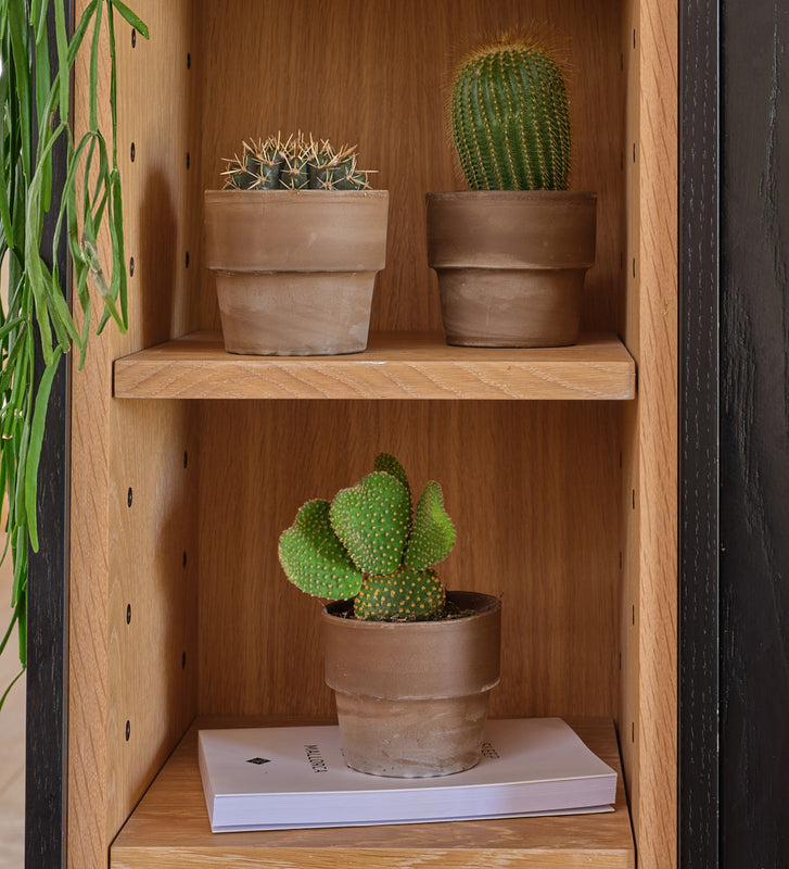 Cacti & Terracotta Pot