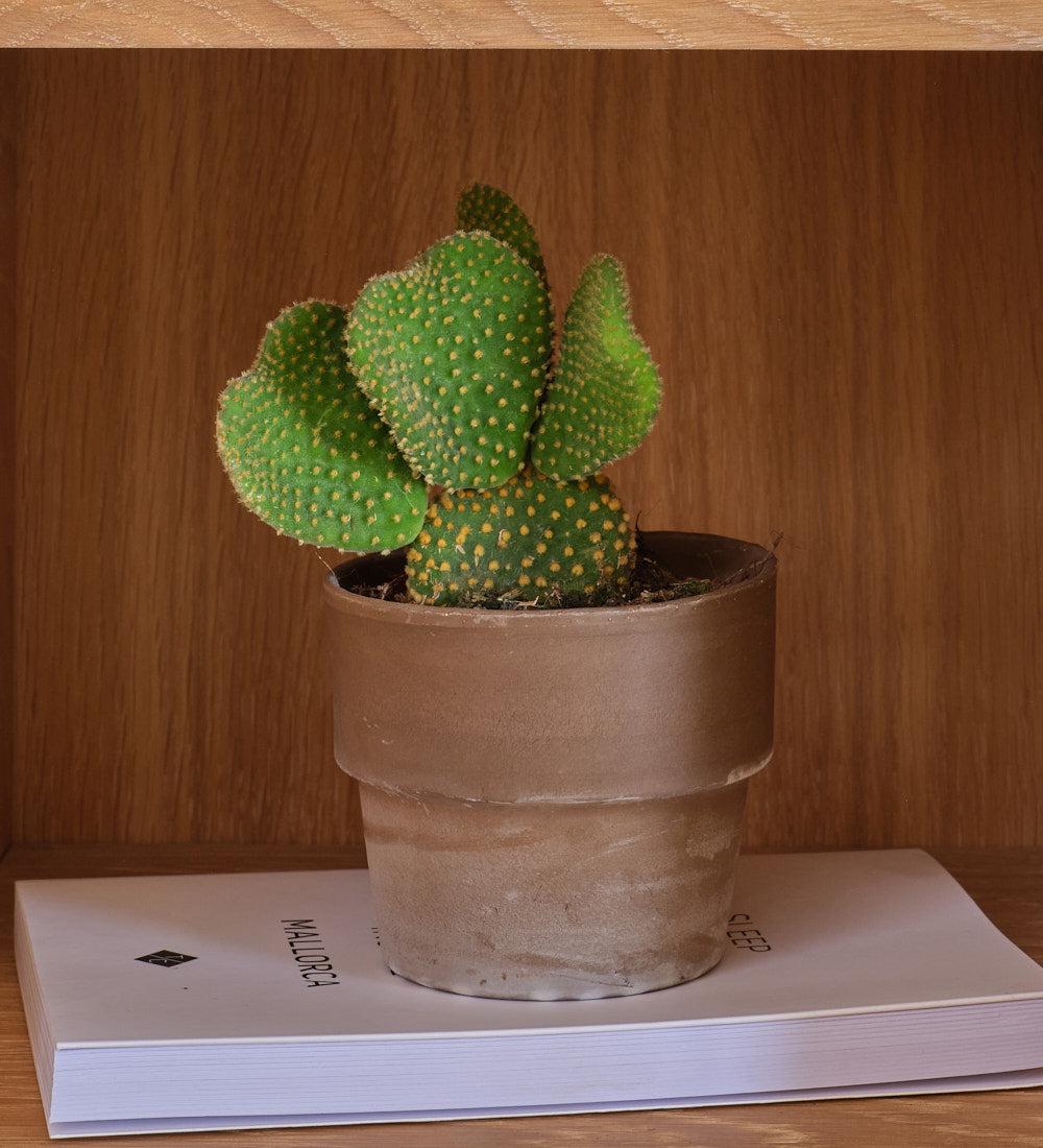 Cacti & Terracotta Pot