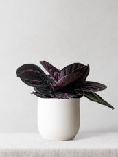 Calathea Dottie - Leaf Envy