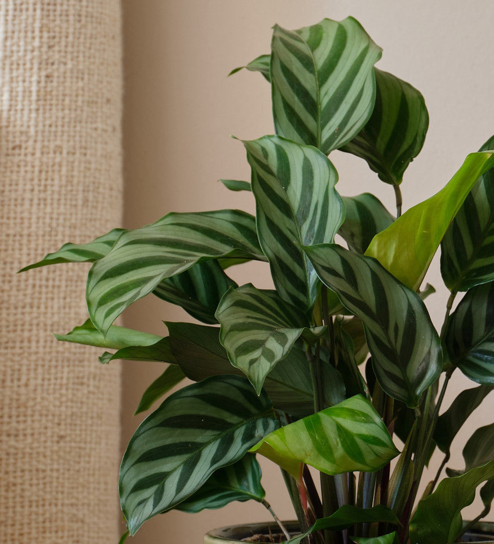 Calathea Freddie
