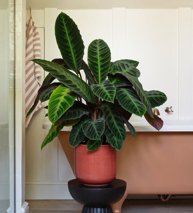 Calathea Jungle Velvet