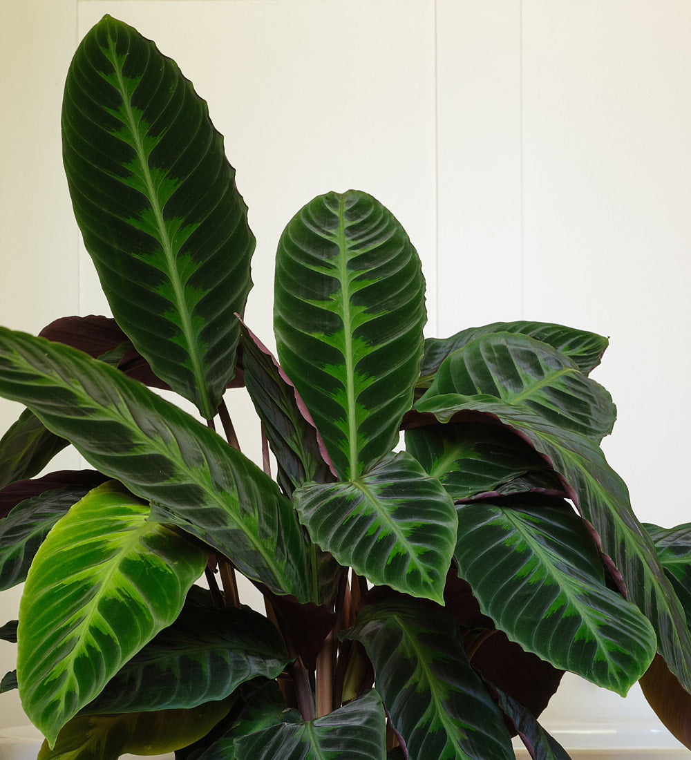 Calathea Jungle Velvet