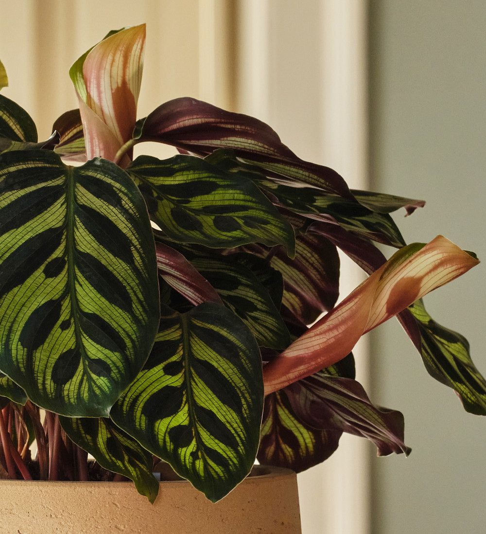 Calathea Makoyana