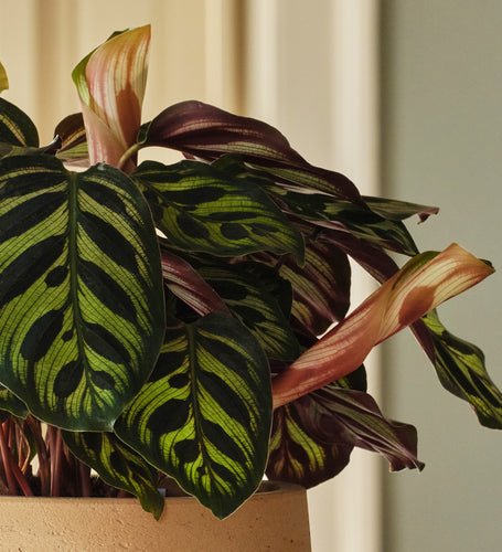 Calathea Makoyana