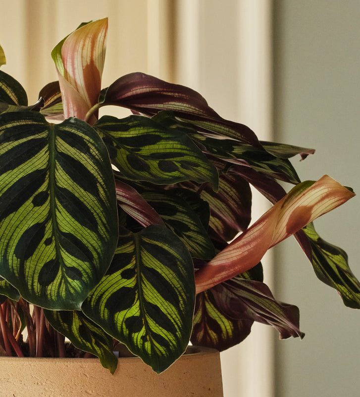 Calathea Makoyana